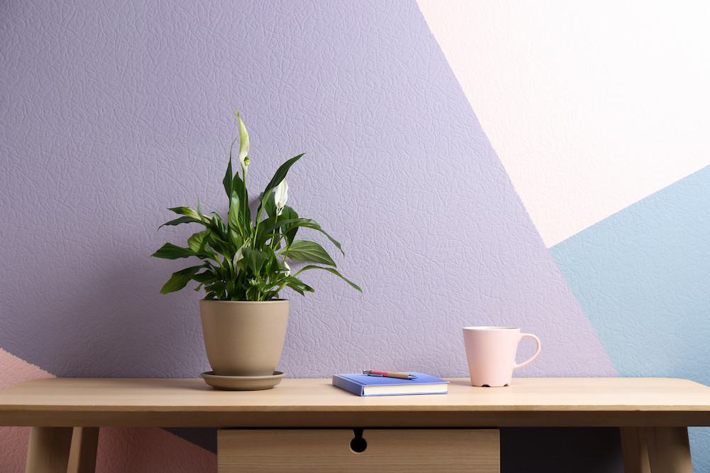 Feng Shui Plants for Office Desk